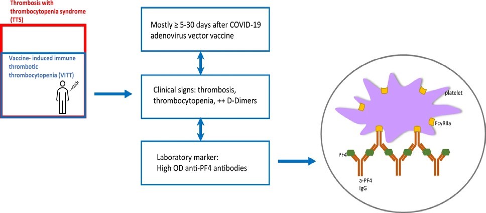  TTS and blood clots linked to the AstraZeneca vaccine